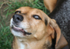 Who Is Liable When Dog Attacks on Private Property? Dog Attacks